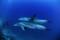   Wild dolphins encounter  